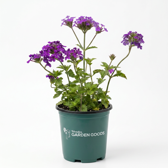 Close-up of Homestead Purple Verbena flowers blooming in full sun