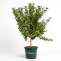 Honey crisp apple tree potted