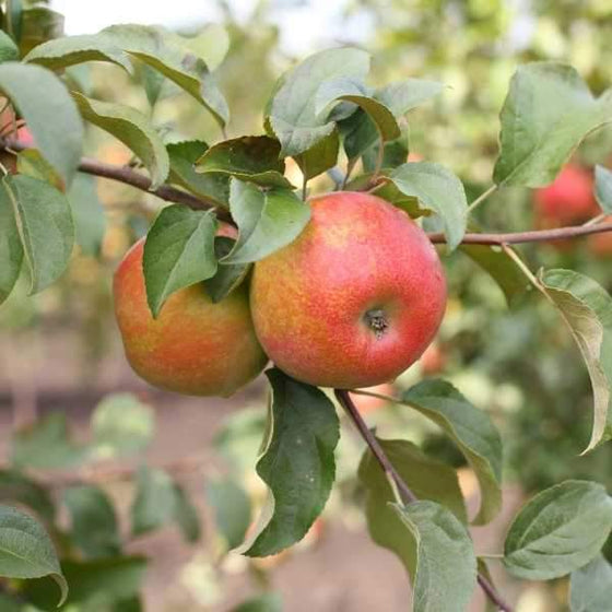 Honeycrisp Apple – East Hill Tree Farm