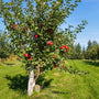 honeycrisp apple tree in an orchard