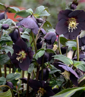 Honeymoon® New York Night Hellebore