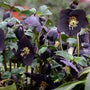 Honeymoon® New York Night Hellebore with dark purple-black flowers and cream stamens blooming in a shaded garden