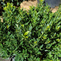 Holly Hoogendorn Evergreen Shrub Close Up Of Green Foliage