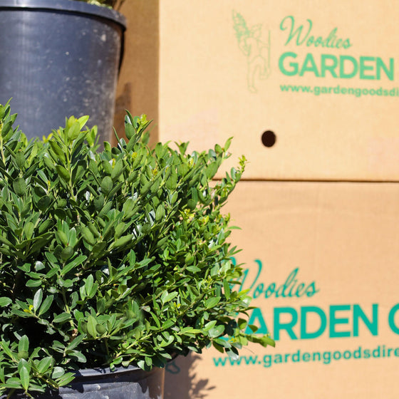 close up shot of hoogendorn holly in nursery pot in front of garden goods direct packaging