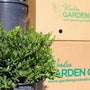 close up shot of hoogendorn holly in nursery pot in front of garden goods direct packaging