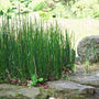 Equisetum Hyemale vertical green stalks growing along stone pathway