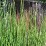 close up view of vibrant green stalks on horsetail plant in a landscape