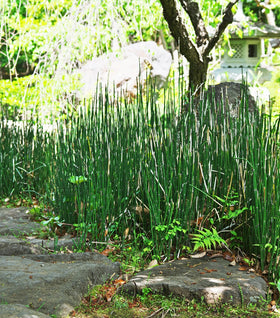 Horsetail Plant