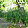 Equisetum Hyemale Horsetail plant growing along a stone path 