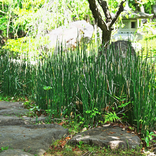 horsetail plant seeds Buy Horsetail Plant Online