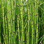 Close-up of Horsetail Plant stems showing black-banded nodes and hollow jointed growth