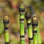 Close-up of Horsetail Plant sporing structures on top of bamboo-like stems