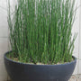 Horsetail Plant growing in a container as a modern patio and water garden accent