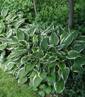 Hosta Albomarginata