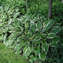 Hosta Albomarginata is a shade perennial with green leaves edged in white