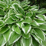 Hosta Albomarginata ground cover has green and white variegated foliage