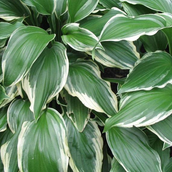 Hosta Albomarginata characterized by deep longitudinal grooves and white borders 