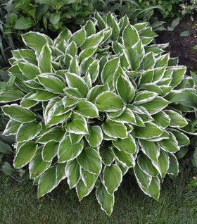 Albomarginata Hosta
