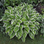 Hosta Albomarginata adds texture to a landscape with green leaves with white bands