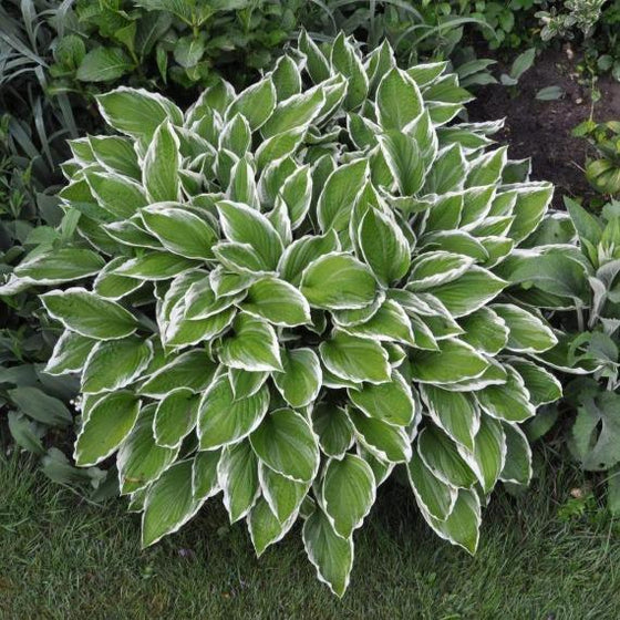 Hosta Albomarginata adds texture to a landscape with green leaves with white bands