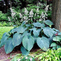 Hosta Blue Angel ground cover in full bloom with heart shaped foliage and white flowers