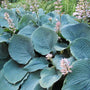 Blue Angel Hosta ground cover has a dense growth habit and textured blue-green leaves