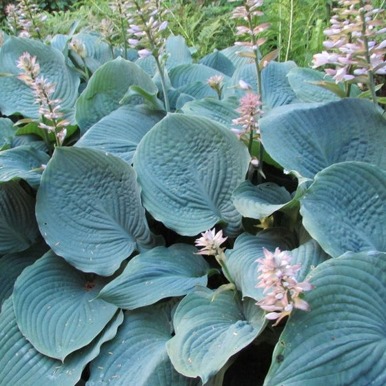 Blue Angel Hosta ground cover has a dense growth habit and textured blue-green leaves