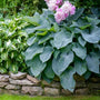 Hosta Blue Angel ground covers have heart shaped blue-green leaves