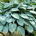 hosta blue cadet bush with large, flat, green-blue foliage