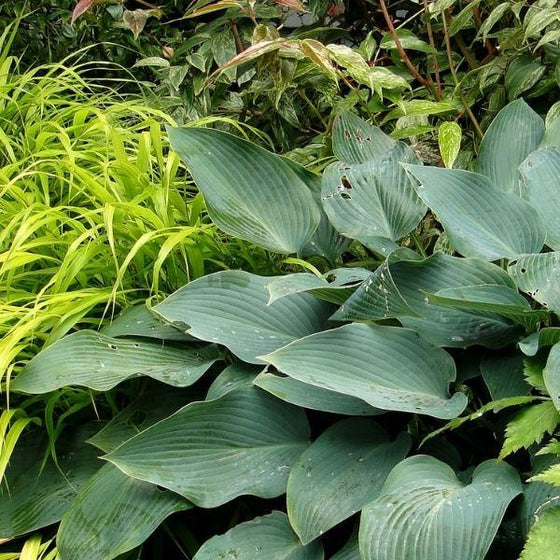 blue cadet hosta with blue-green leaves and other garden plants