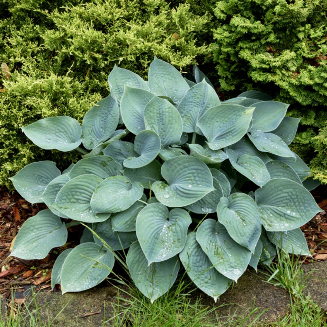 Blue on sale hosta plant