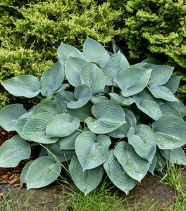 Hosta Blue Cadet
