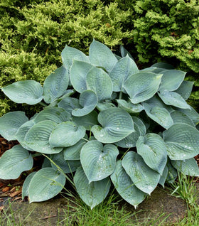 Hosta for Sale Online | Garden Goods Direct