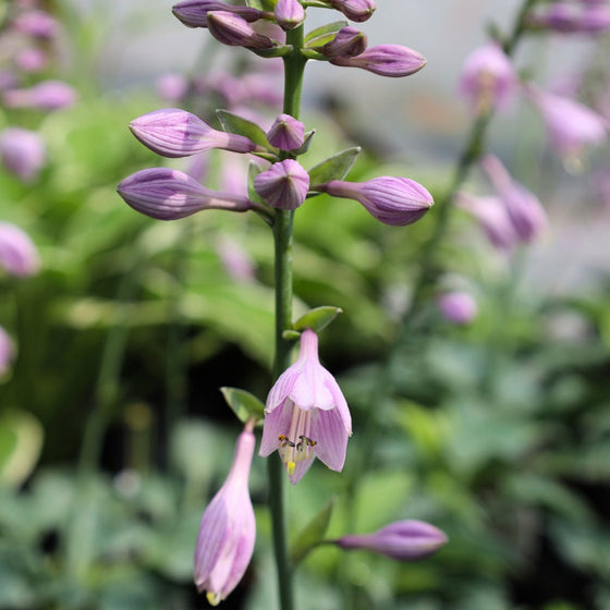 blue cadet hosta blooms