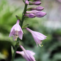 close up of blue hosta blooms