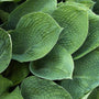 An up close view of the textured leaves of the Elegans Plantain Lily