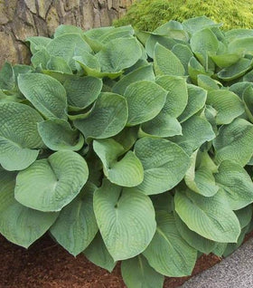 Elegans Hosta