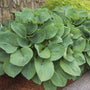 The Hosta Elegans can get very large, as shown here.