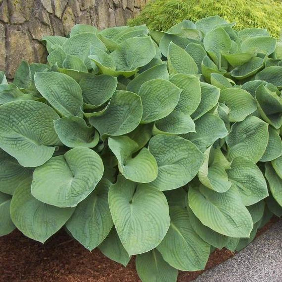 The Hosta Elegans can get very large, as shown here.