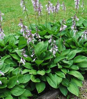 Hosta Elegans