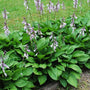 The blue foliage and white flowers of the Elegans Plantain Lily
