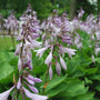purple flowers on hosta elegans