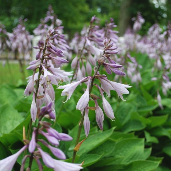 purple flowers on hosta elegans
