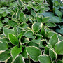 close up of hosta francee foliage
