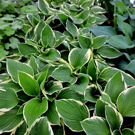 close up of hosta francee foliage