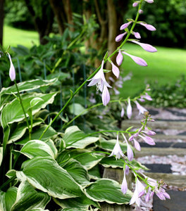 Hosta Francee