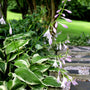 hosta francee lining stone pathway