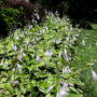 hosta francee planted in mass
