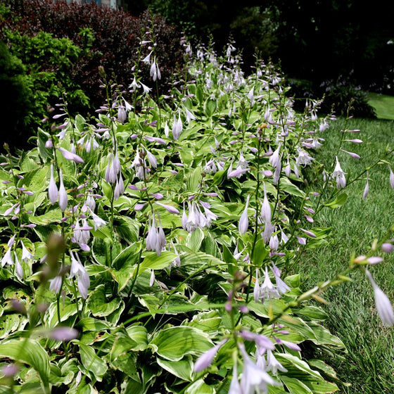 hosta francee planted in mass