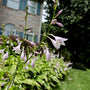 hosta francee bloom